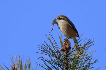 Bull-headed Shrike 愛知県 Sun, 1/7/2024