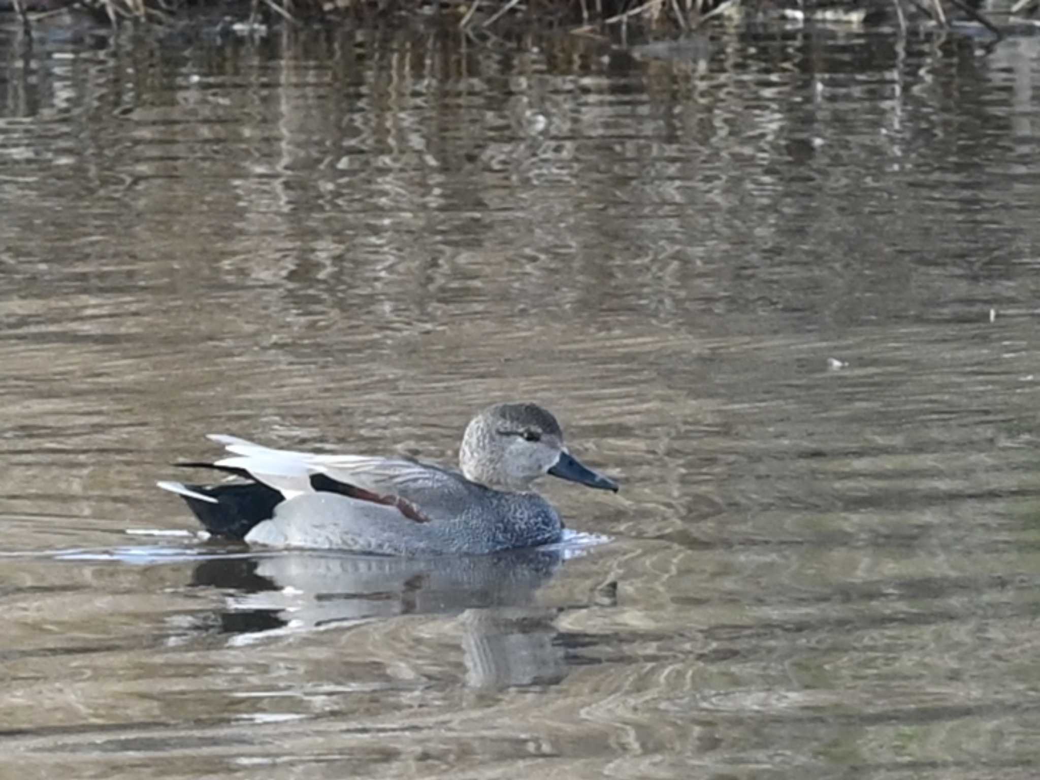 Photo of Gadwall at 熊本新港 by jo6ehm