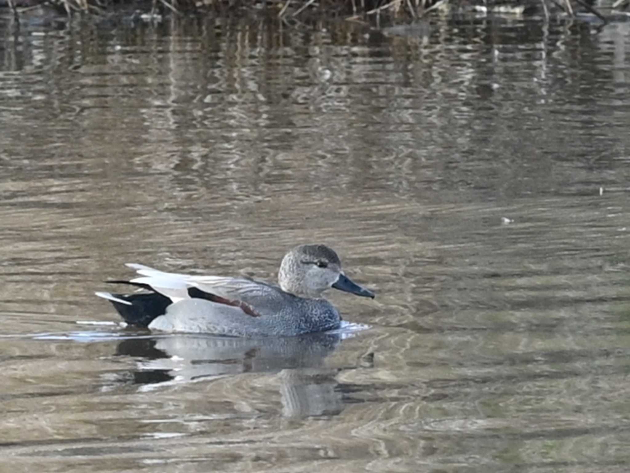 Gadwall