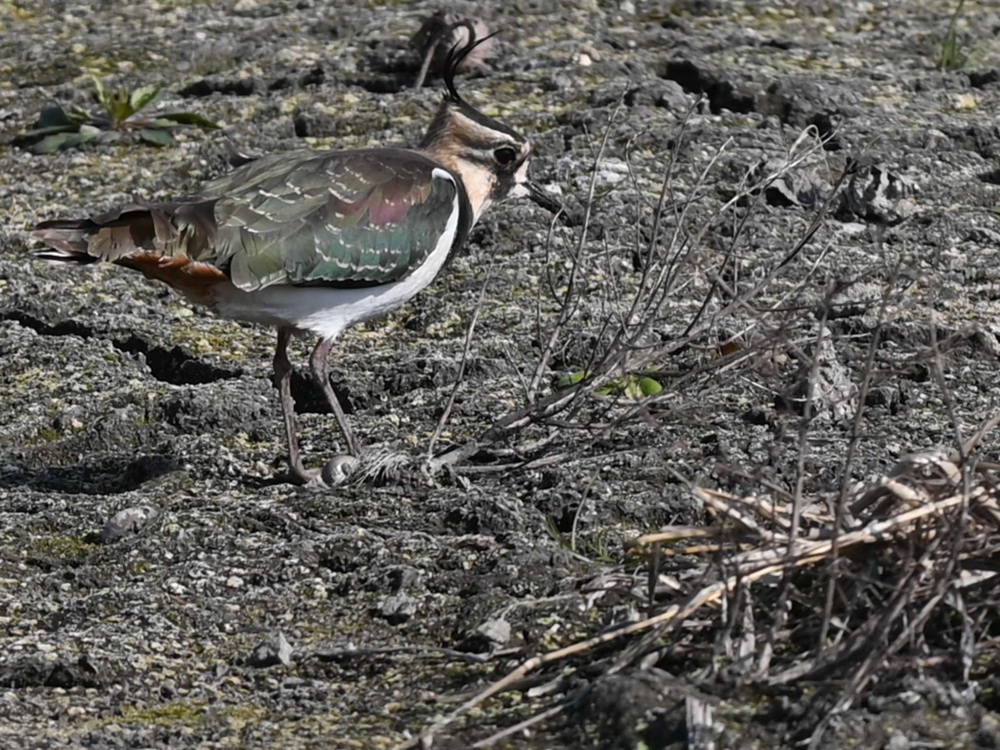 Northern Lapwing