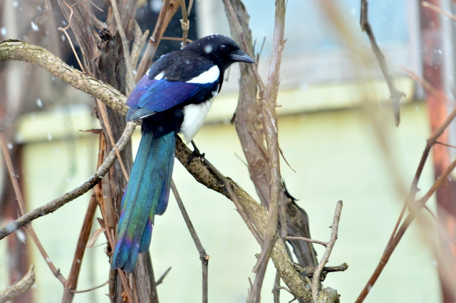 Eurasian Magpie