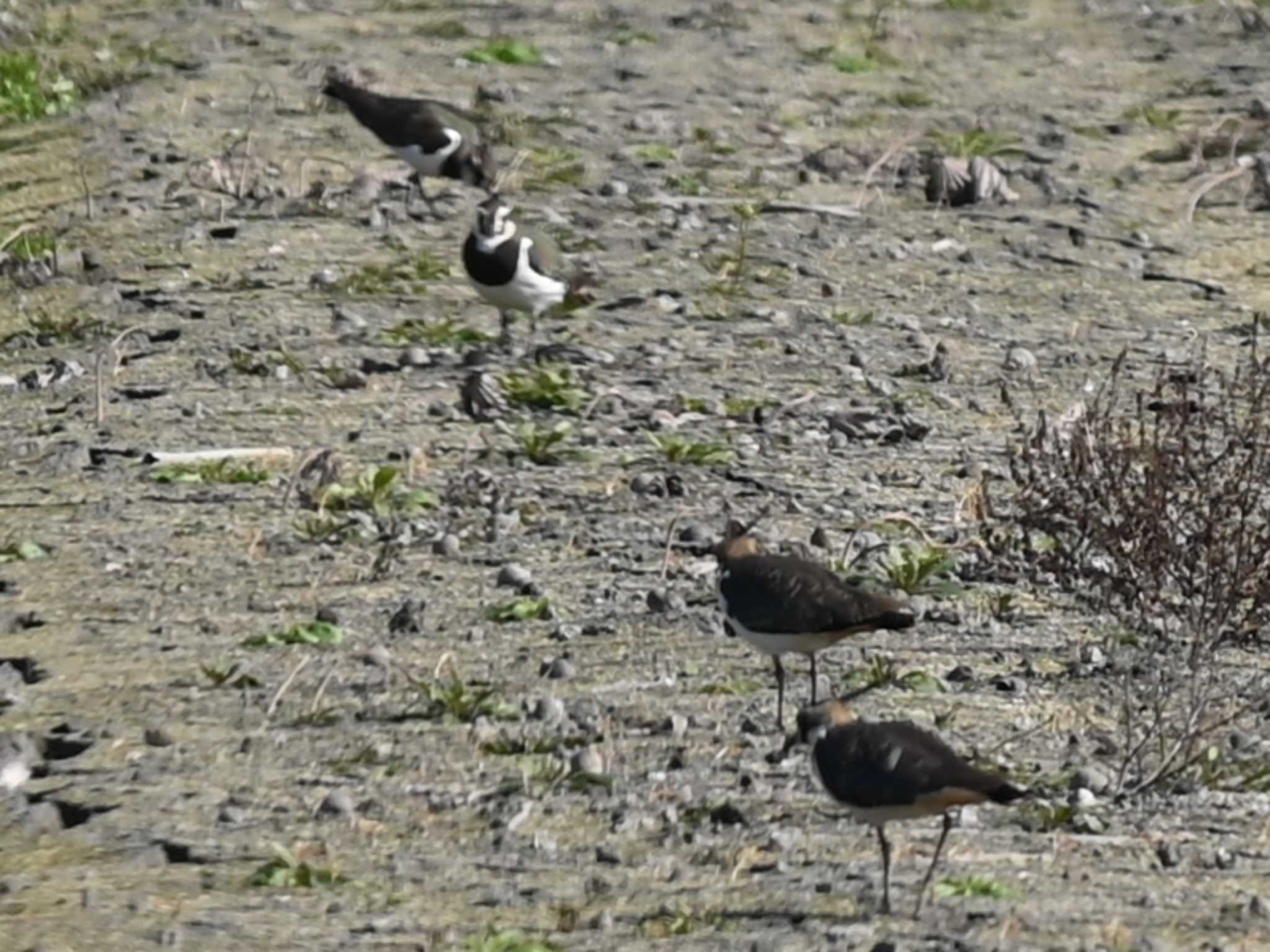 Northern Lapwing