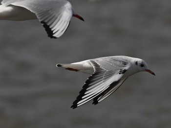 Black-headed Gull 熊本新港 Mon, 1/15/2024