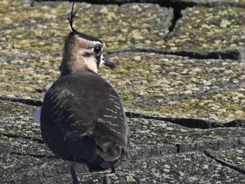 Northern Lapwing 熊本新港 Mon, 1/15/2024