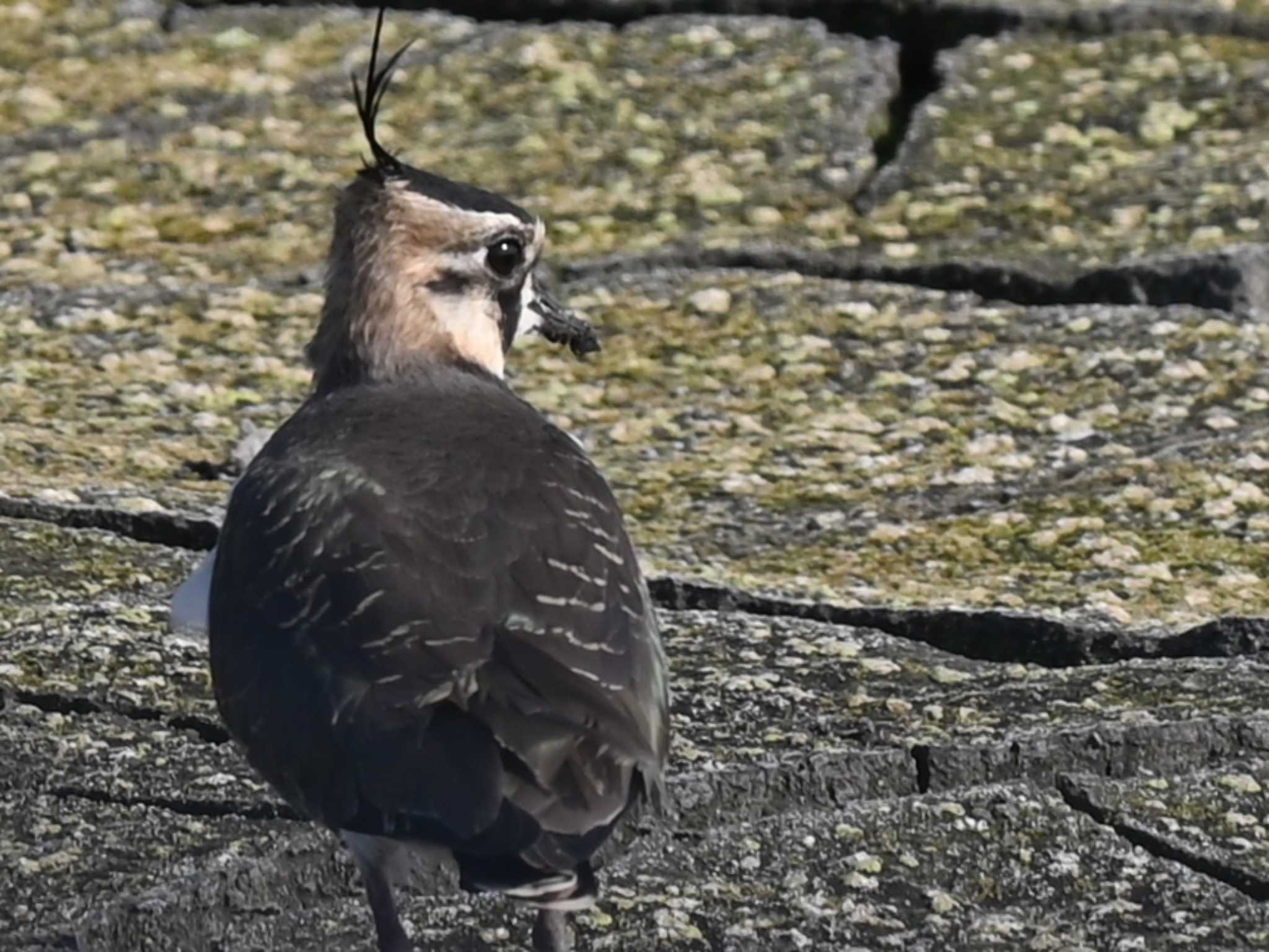 Northern Lapwing