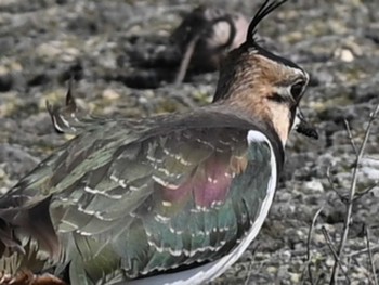 Northern Lapwing 熊本新港 Mon, 1/15/2024