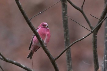 Pallas's Rosefinch Saitama Prefecture Forest Park Sat, 1/13/2024