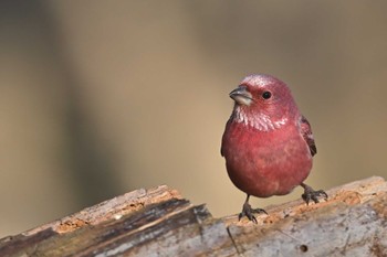 Pallas's Rosefinch Saitama Prefecture Forest Park Sat, 1/13/2024