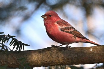 Pallas's Rosefinch Saitama Prefecture Forest Park Sat, 1/13/2024