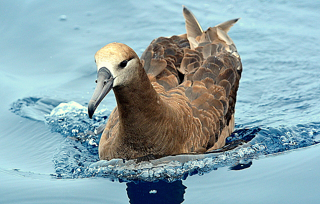 Black-footed Albatross