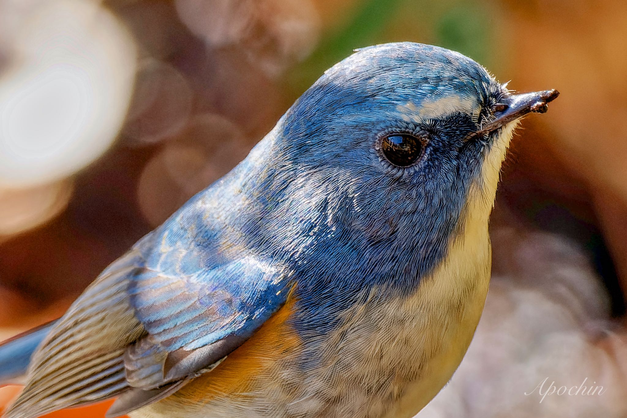 Photo of Red-flanked Bluetail at 大町自然観察園 by アポちん