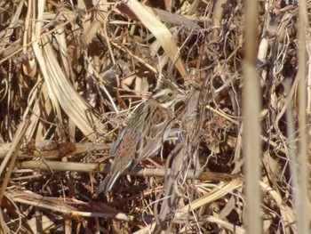 Rustic Bunting 渡瀬遊水池 Sun, 1/14/2024