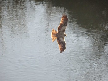 Black Kite 渡瀬遊水池 Sun, 1/14/2024