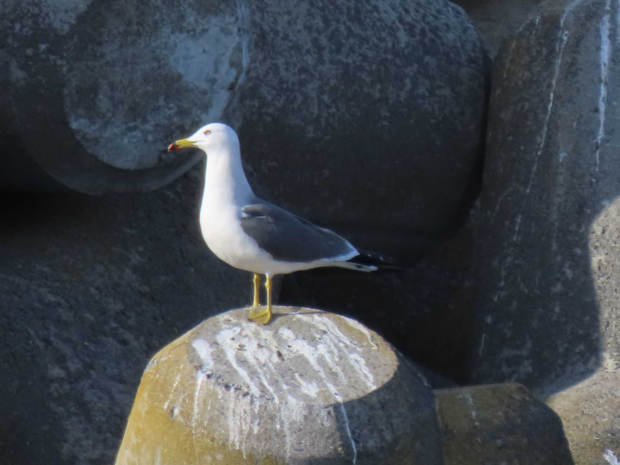 Black-tailed Gull