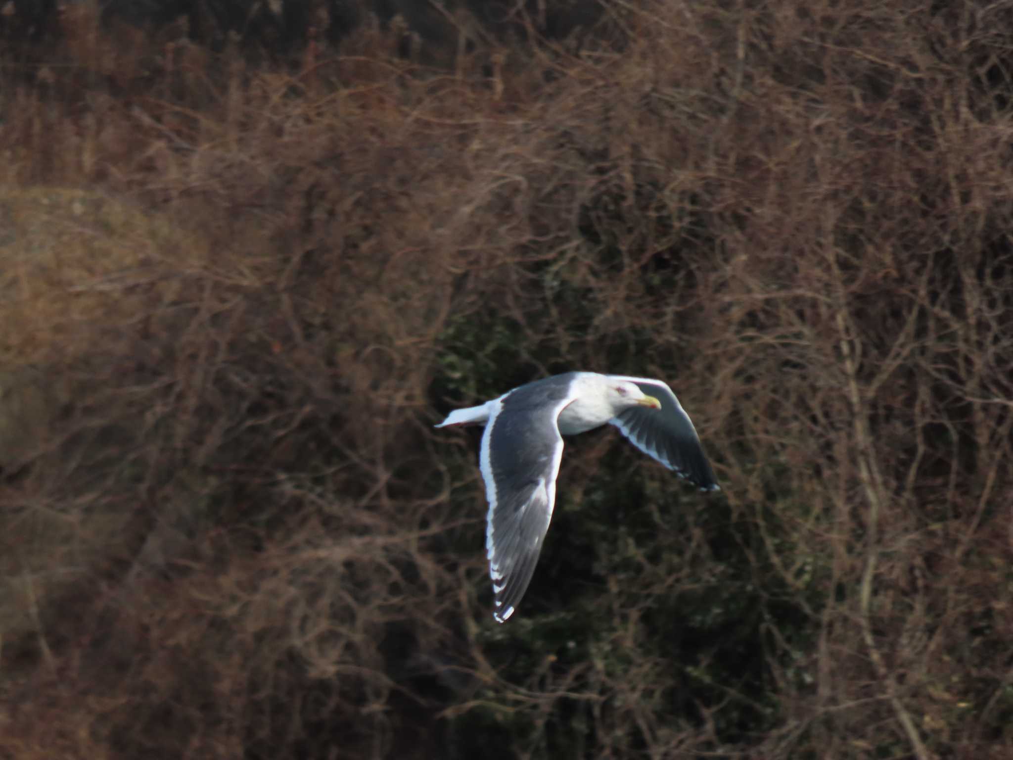 Slaty-backed Gull