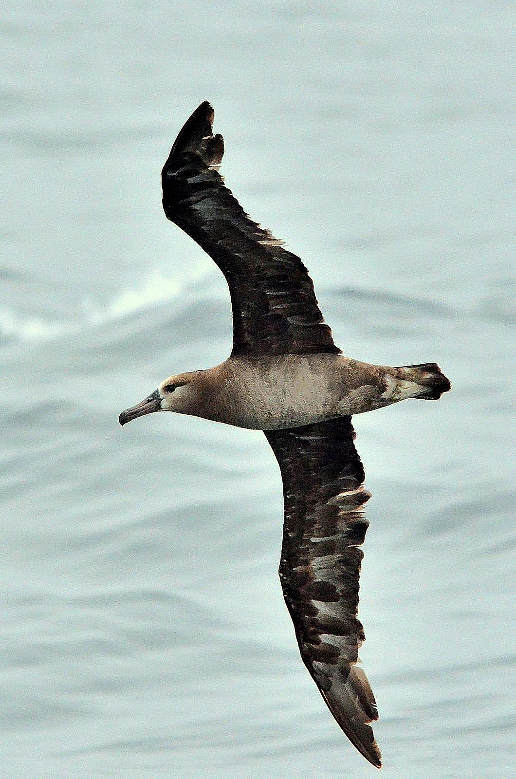 Black-footed Albatross