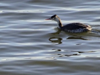 Great Crested Grebe 渡瀬遊水池 Sun, 1/14/2024