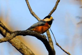 Varied Tit 妙音沢 Sat, 1/6/2024