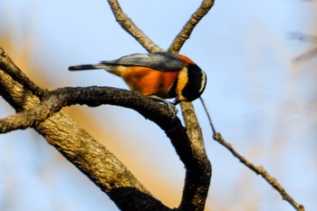 Varied Tit 妙音沢 Sat, 1/6/2024