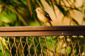 Daurian Redstart 妙音沢 Sat, 1/6/2024