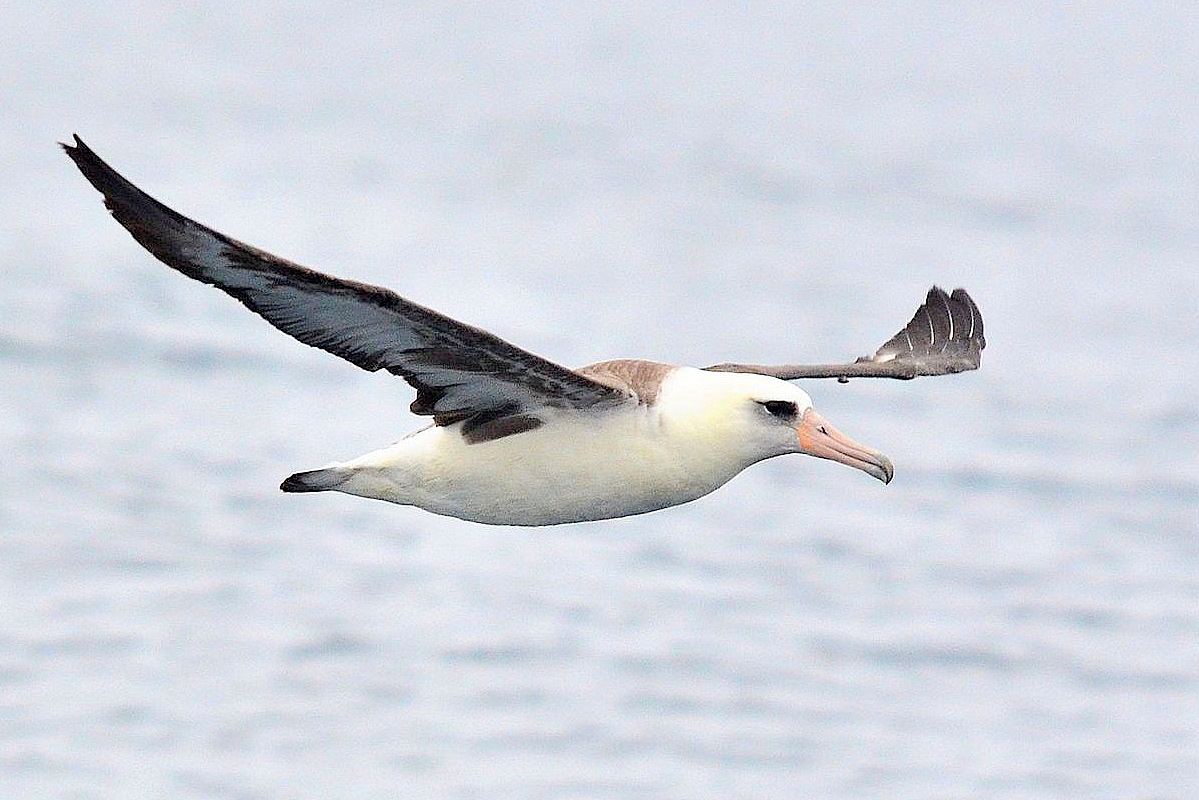 北海道 コアホウドリの写真 by Markee Norman