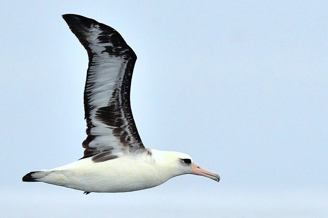 Photo of Laysan Albatross at 北海道 by Markee Norman