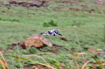 Pied Kingfisher Amboseli National Park Tue, 12/26/2023