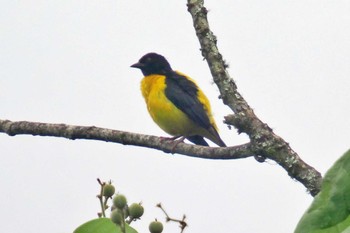 Brown-capped Weaver