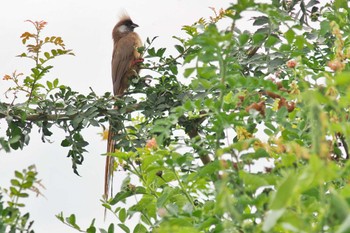 Speckled Mousebird