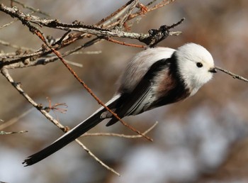 Long-tailed tit(japonicus) 明治公園(根室) Wed, 1/3/2024