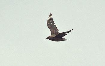 Great Skua 北海道 Unknown Date