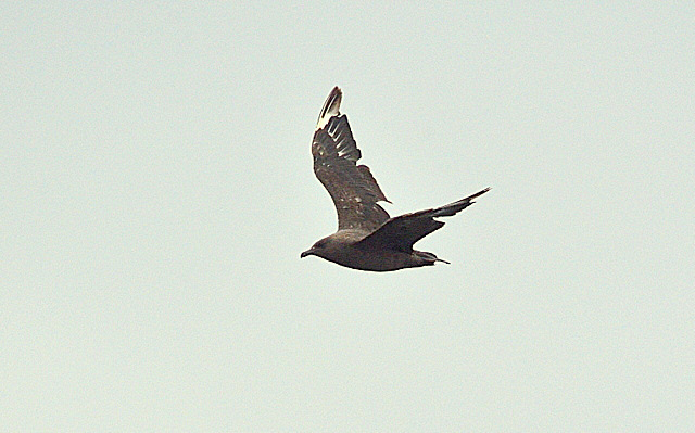 Great Skua