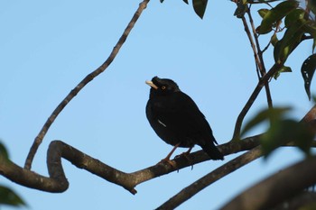 Crested Myna 金井遊水地(金井遊水池) Mon, 1/15/2024