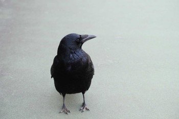 Carrion Crow 金井遊水地(金井遊水池) Mon, 1/15/2024