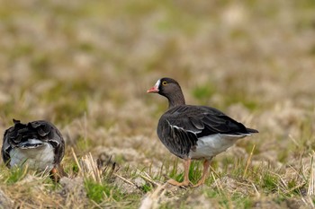 Lesser White-fronted Goose 山口県 Sun, 1/7/2024