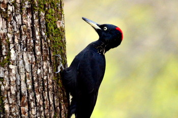 Black Woodpecker 北海道 Unknown Date