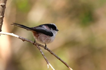 エナガ ロクハ公園(滋賀県草津市) 2024年1月15日(月)