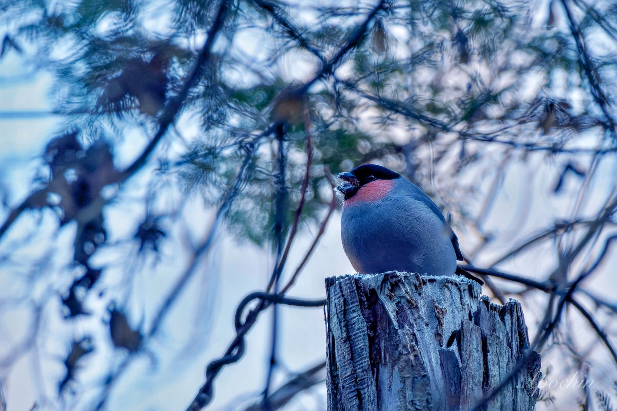 Eurasian Bullfinch