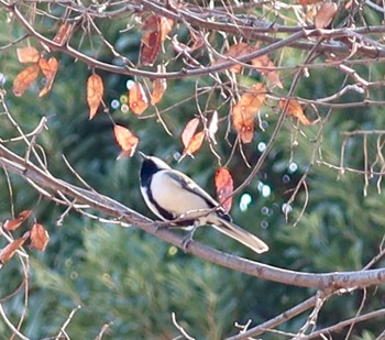 シジュウカラ 船橋運動公園 2024年1月15日(月)