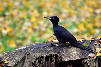 Black Woodpecker 北海道 Unknown Date