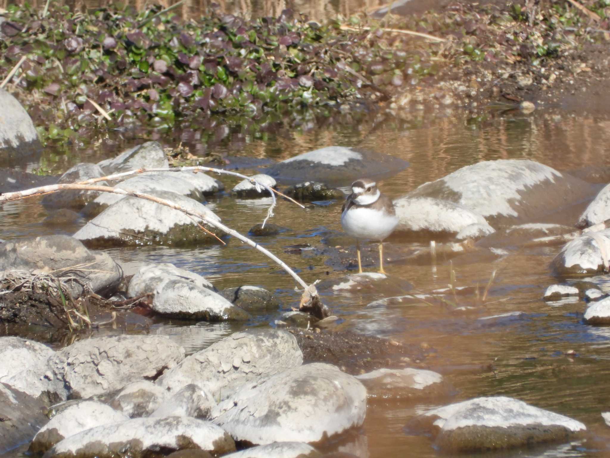 Little Ringed Plover