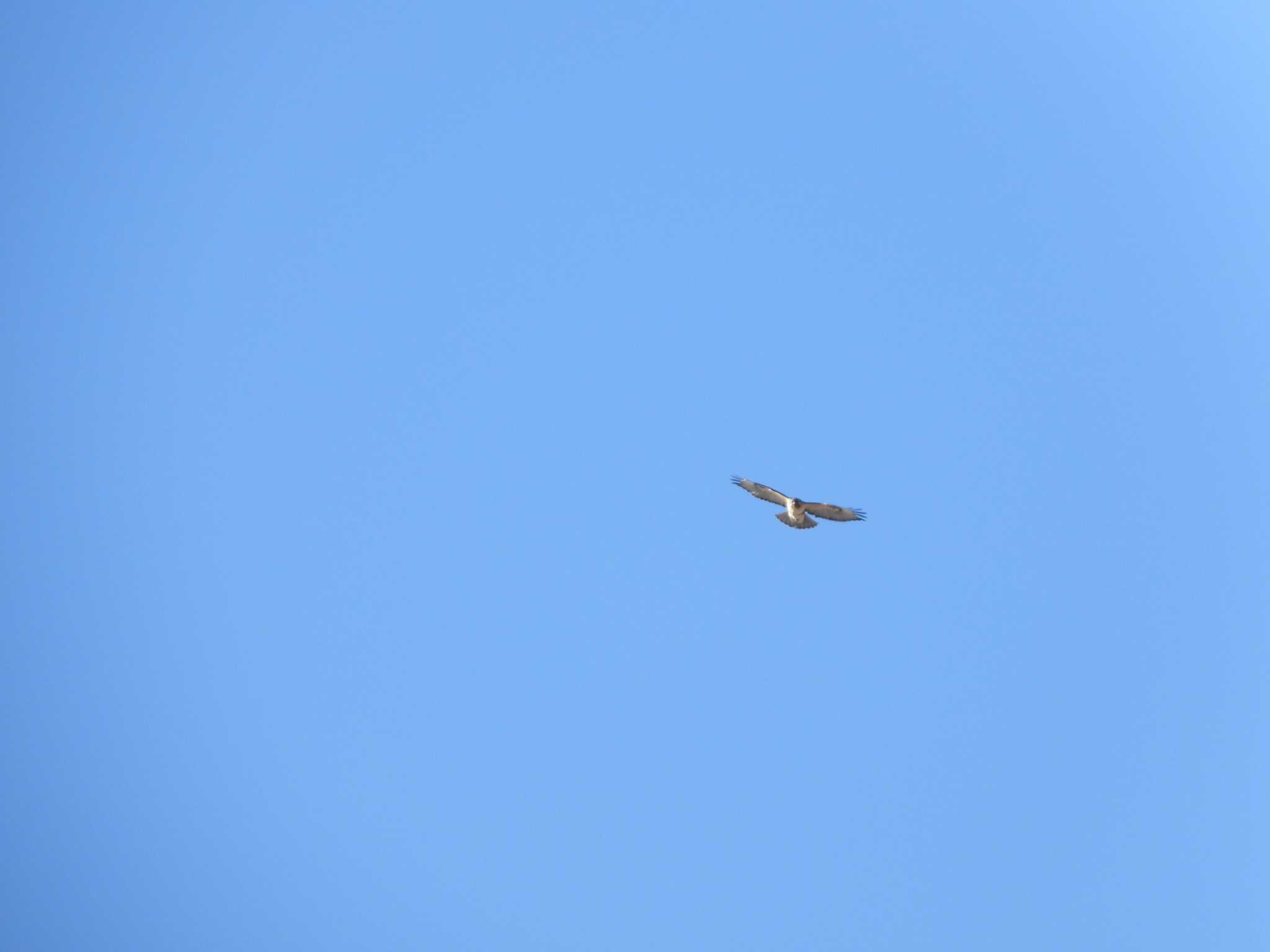 Eastern Buzzard