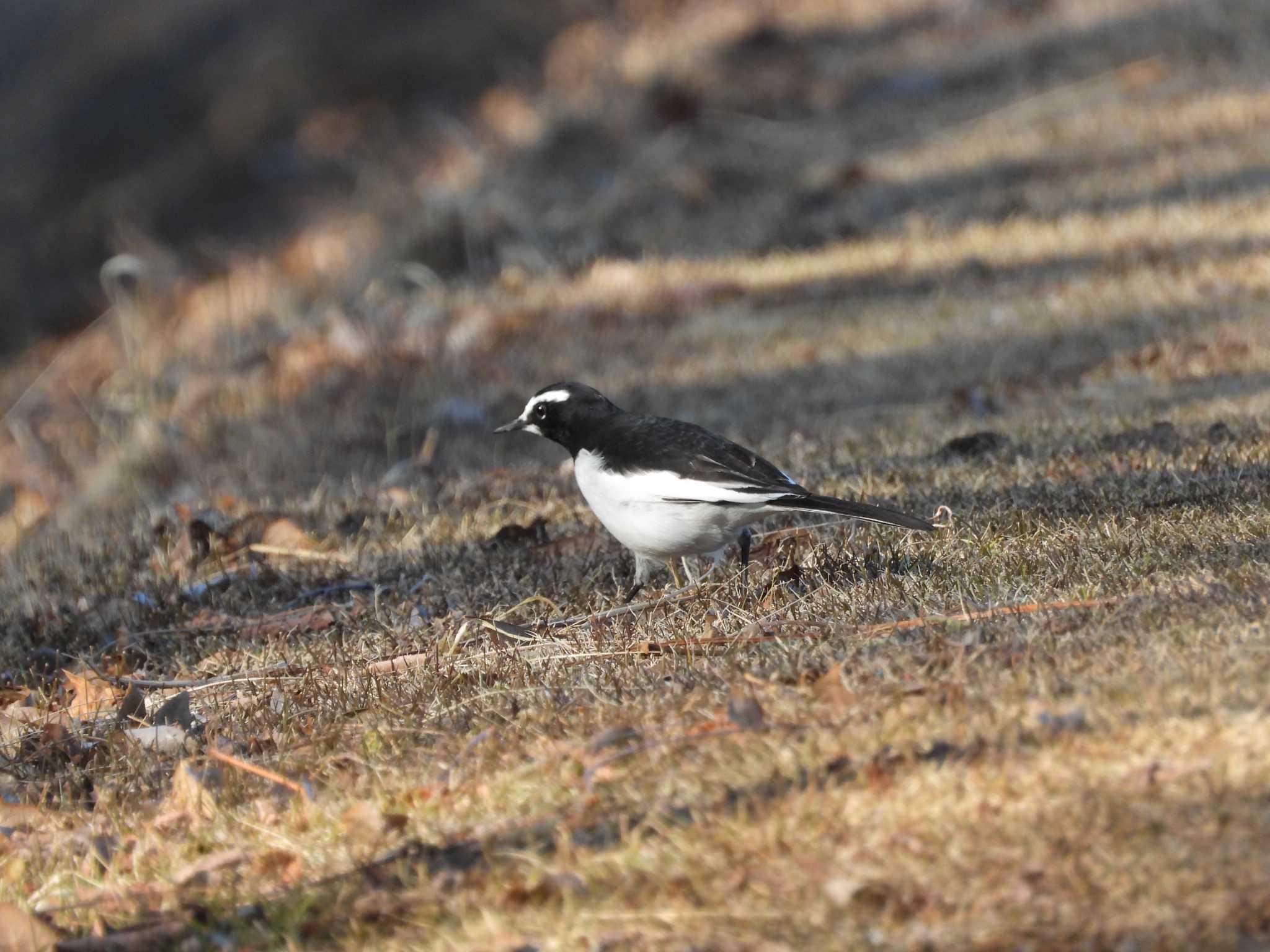 Japanese Wagtail