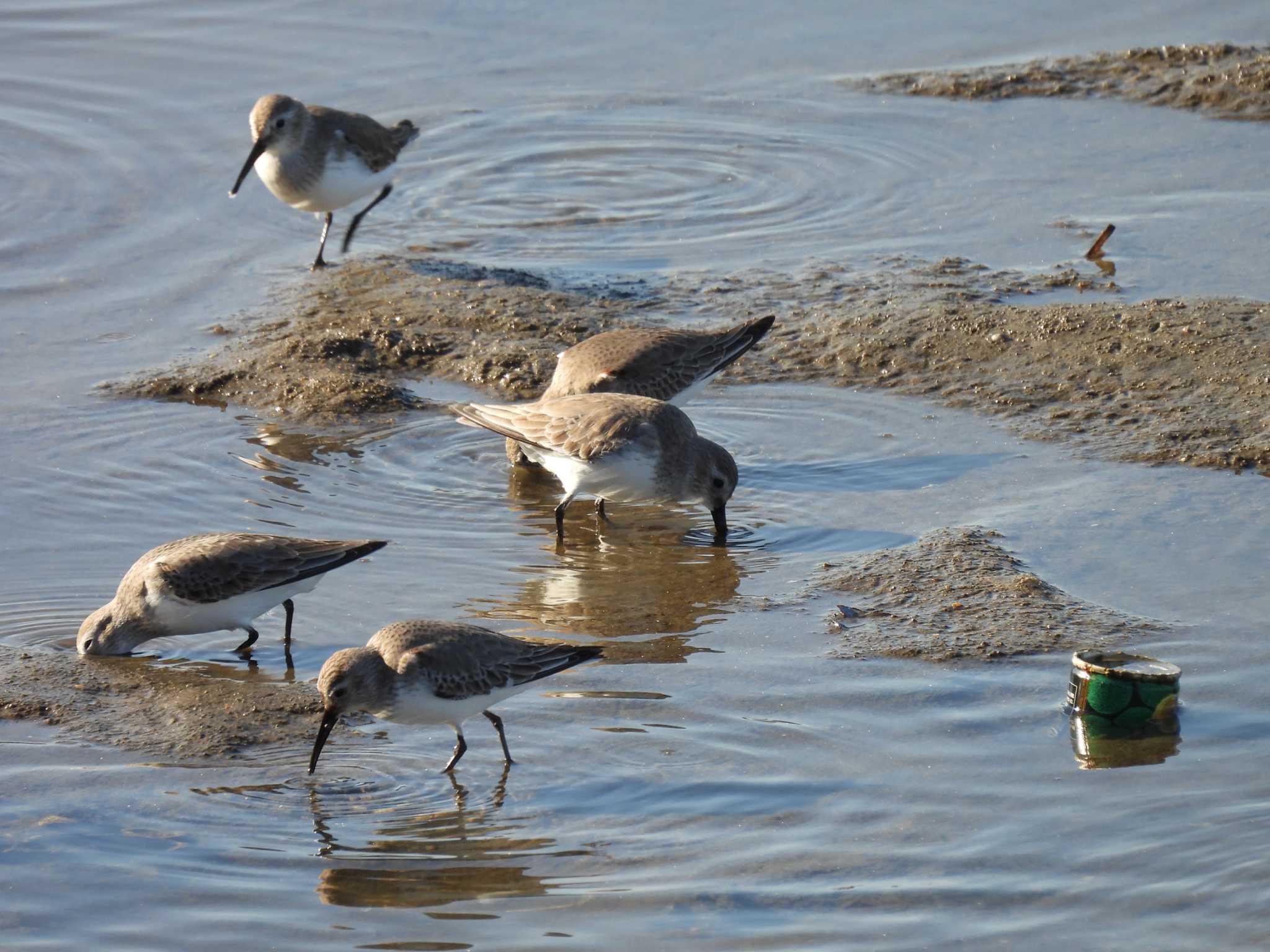 Photo of Dunlin at 安濃川河口 by aquilla