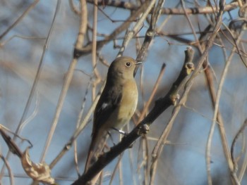 Daurian Redstart 巨椋干拓地 Sun, 1/14/2024