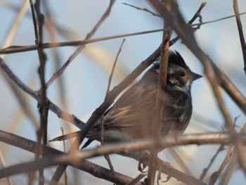 Rustic Bunting 巨椋干拓地 Sun, 1/14/2024