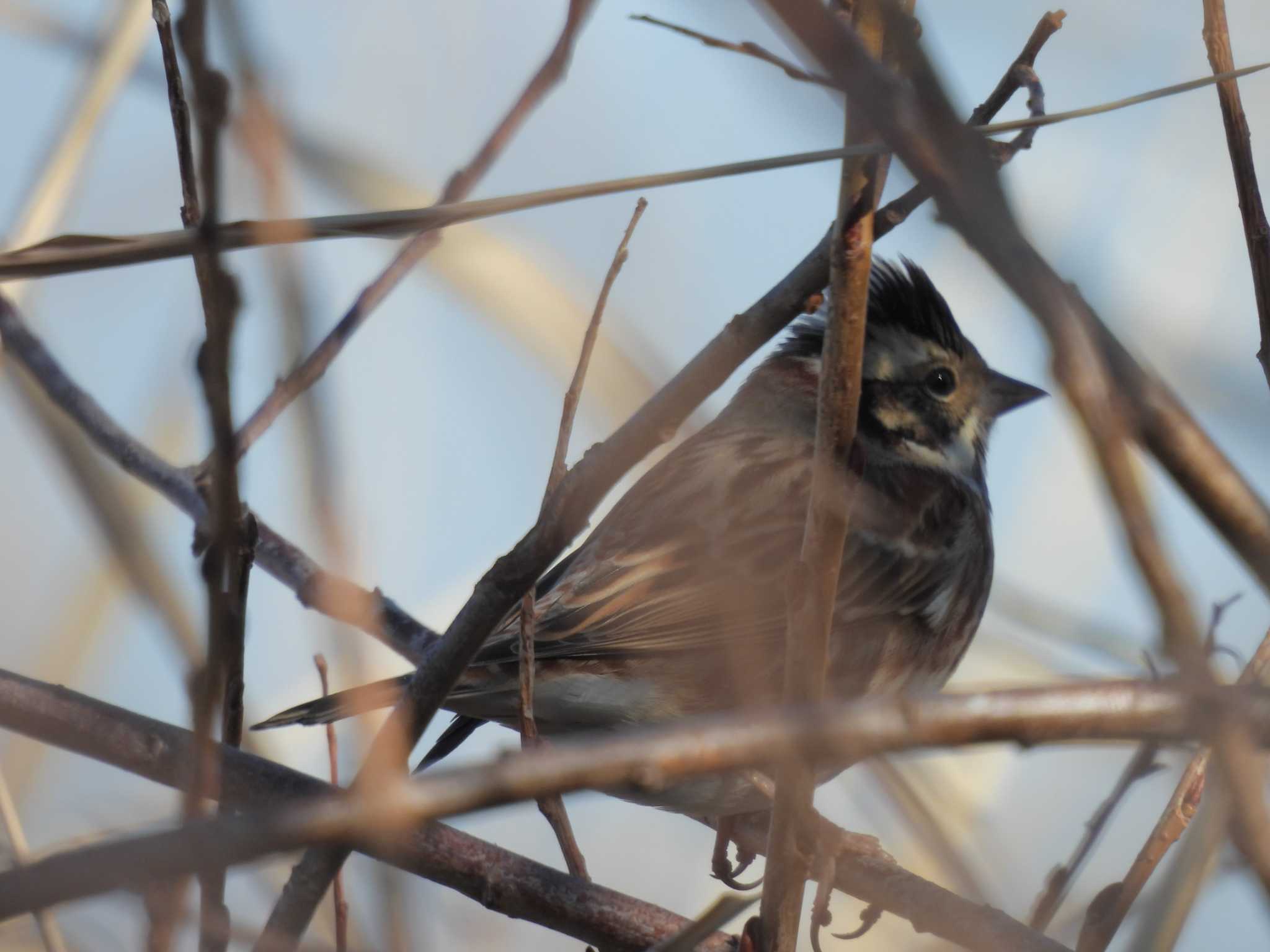 Rustic Bunting