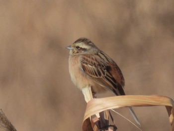 Meadow Bunting 巨椋干拓地 Sun, 1/14/2024