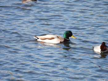 Mallard 安濃川河口 Sun, 1/14/2024