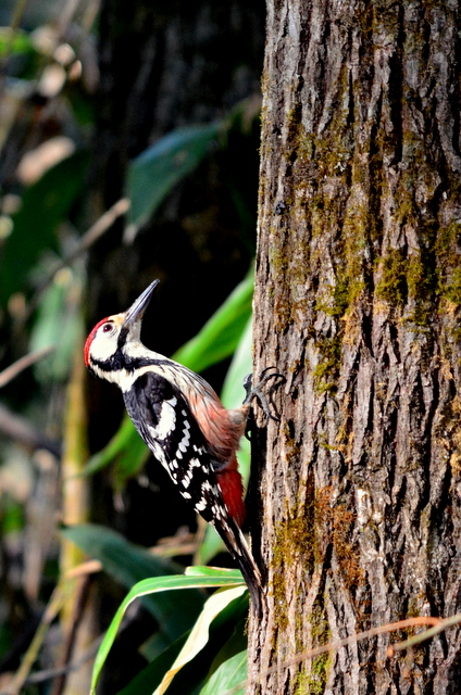 Photo of White-backed Woodpecker at 北海道 by Markee Norman